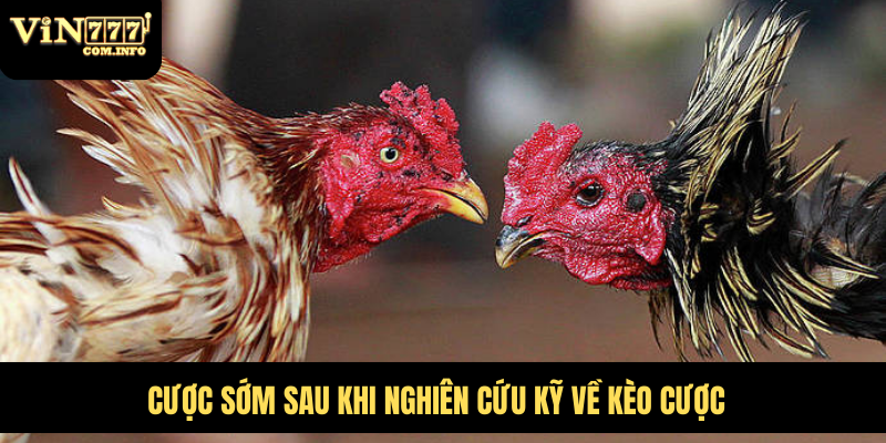 Hướng Dẫn Chơi Đá Gà VIN777 com Chi Tiết Với Quy Tắc Chuẩn 3 Cược sớm sau khi nghiên cứu kỹ về kèo cược