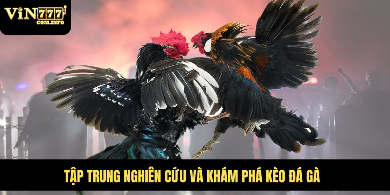 Hướng Dẫn Chơi Đá Gà VIN777 com Chi Tiết Với Quy Tắc Chuẩn 4 Tập trung nghiên cứu và khám phá kèo đá gà