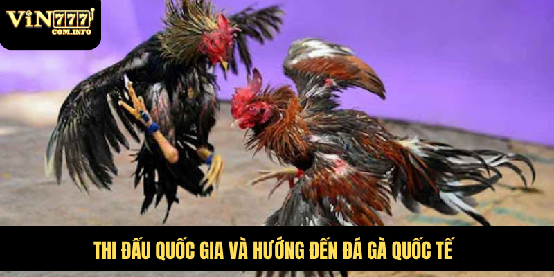 Quy Mô Hoành Tráng Của Trại Gà Đá Lớn Nhất Việt Nam 4 Thi đấu quốc gia và hướng đến đá gà quốc tế